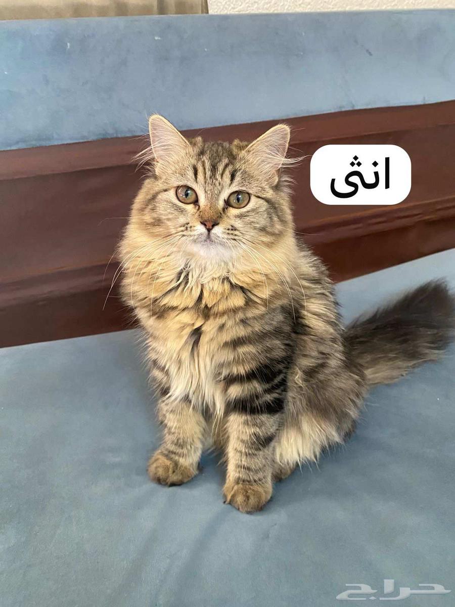 قطط اناث بسعر مجنون الوحده ب 50 في جده63655510737026110