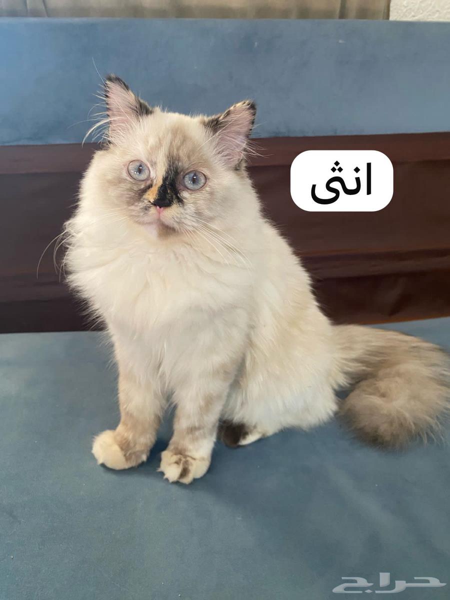 قطط اناث بسعر مجنون الوحده ب 50 في جده63655510737026111