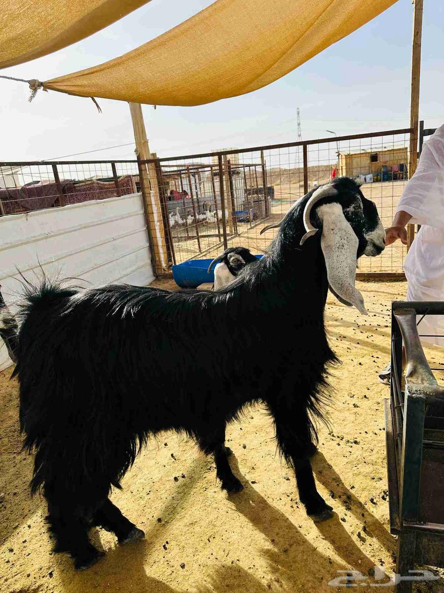 تيس عارضي ثني للبيع63655422748803110