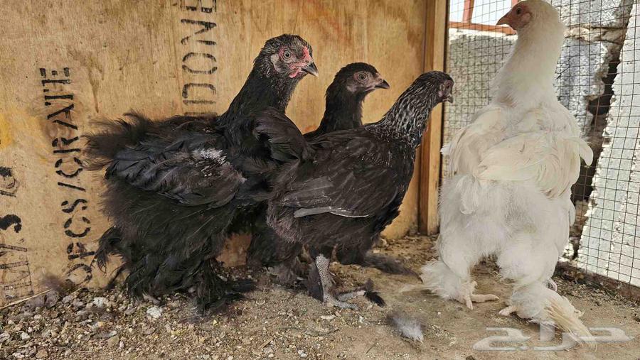 6 Brahma Chicks, Two Months Old63655326280194114