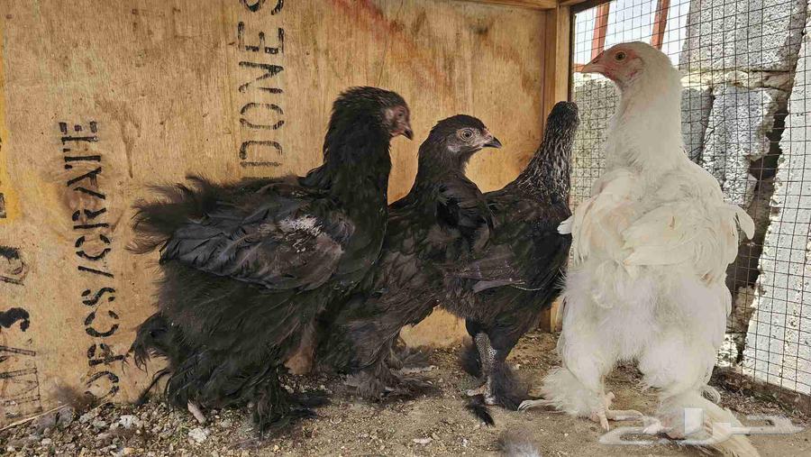6 Brahma Chicks, Two Months Old63655326280194111
