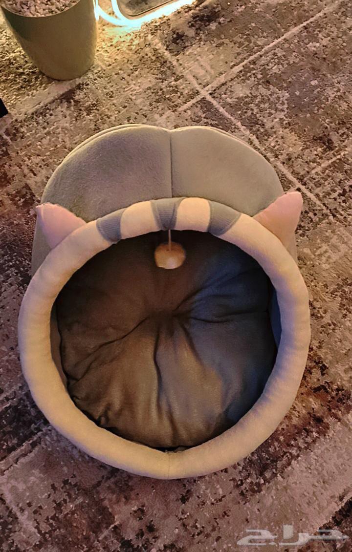 Cat bed with cat spoon63655424162946112
