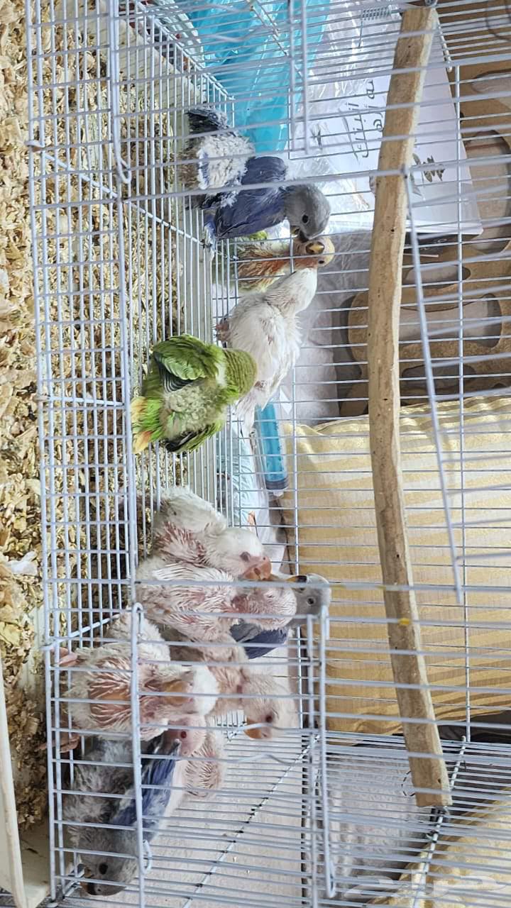 Sales Form Masha Allah, Blessed Be Allah for the people of breeding and care63655975254658110