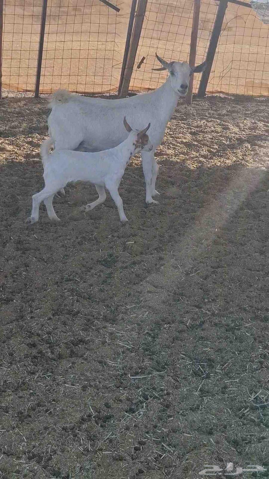 A strong goat with two male goats behind her63655700825218113