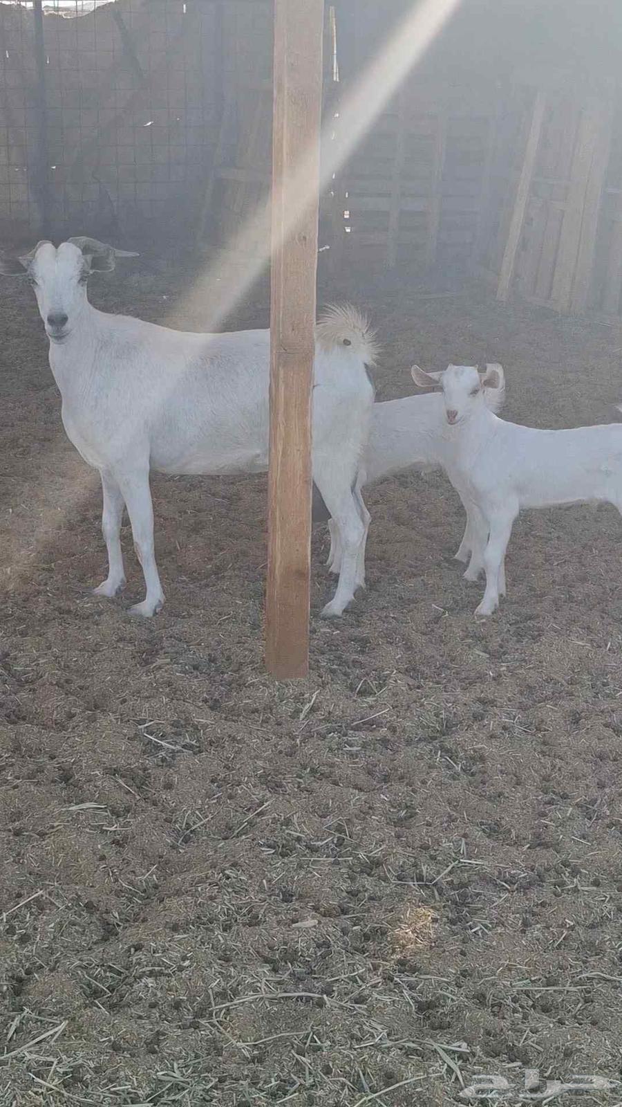 A strong goat with two male goats behind her63655700825218111
