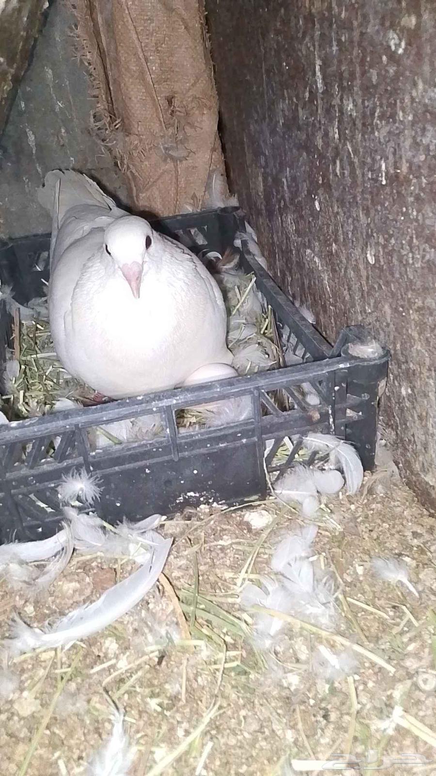 French racing pigeon for sale, top size63655702195074110