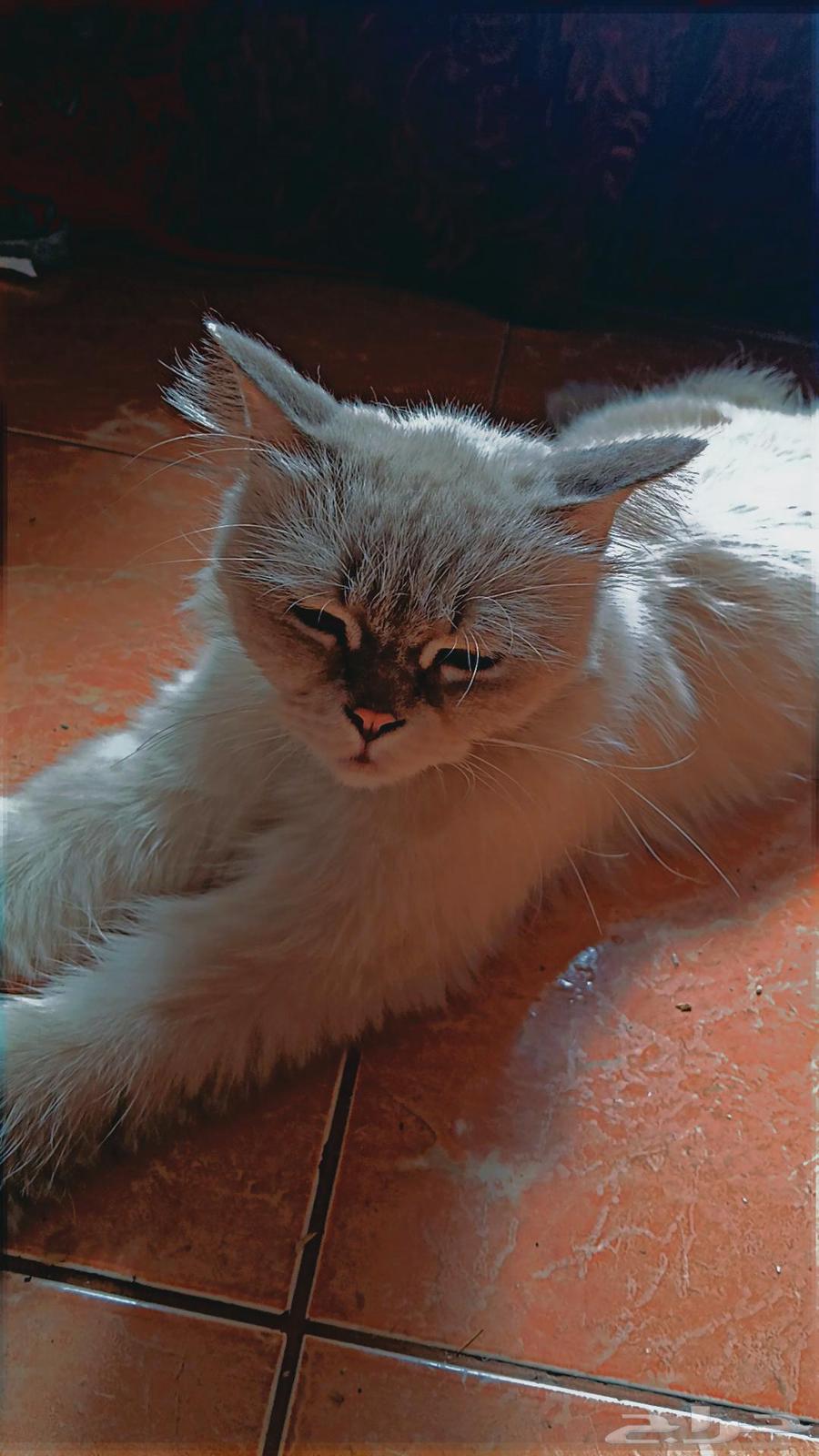 White cat63655709462786110
