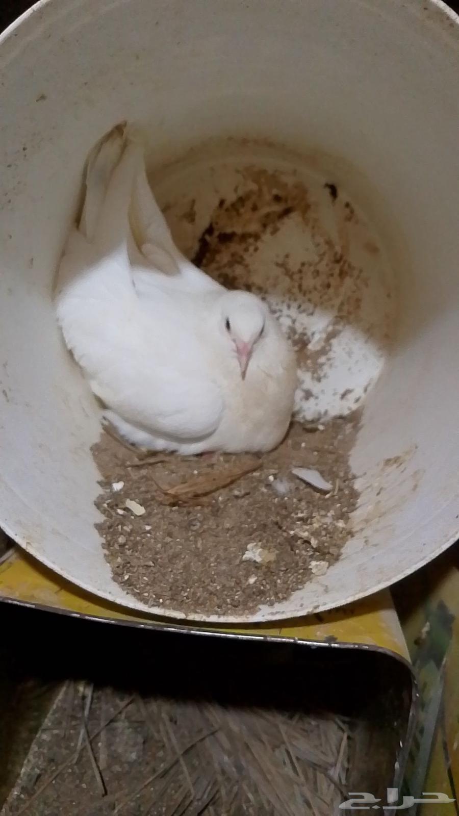French racing pigeon for sale, top size63655702195074111
