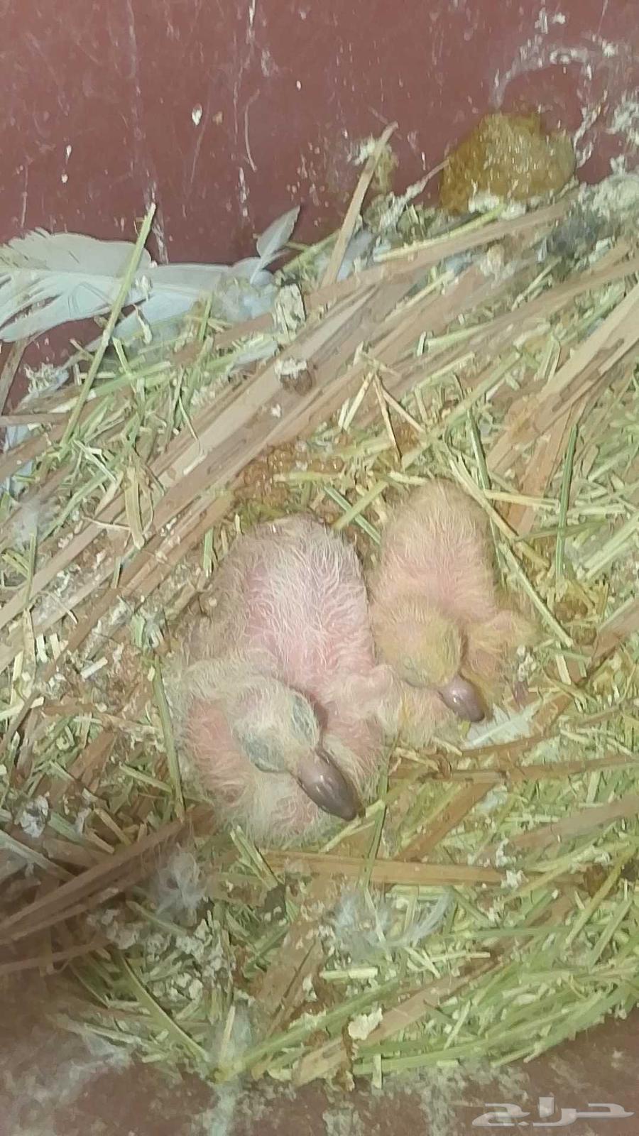 French racing pigeon for sale, top size63655702195074114
