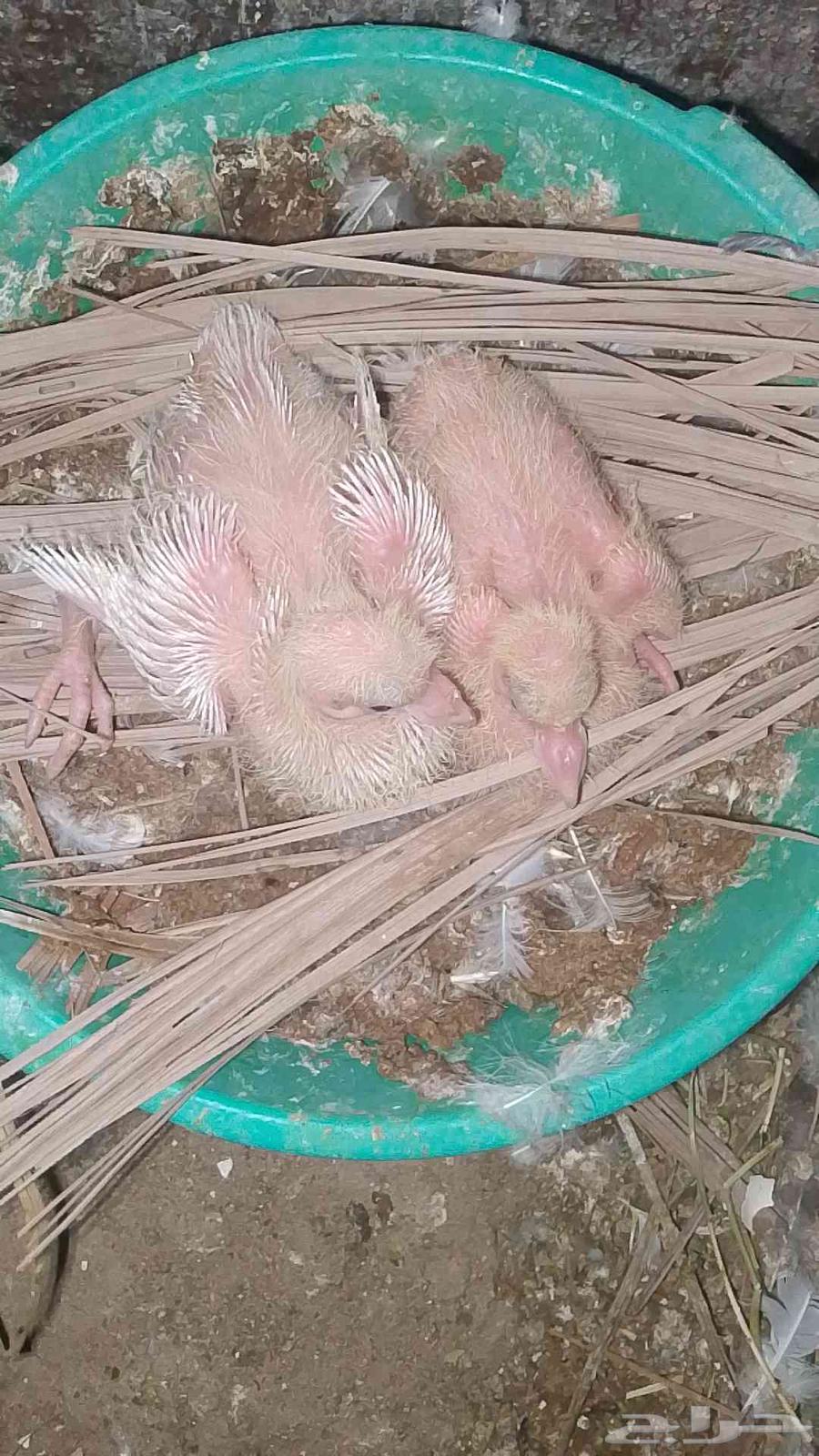 French racing pigeon for sale, top size63655702195074113