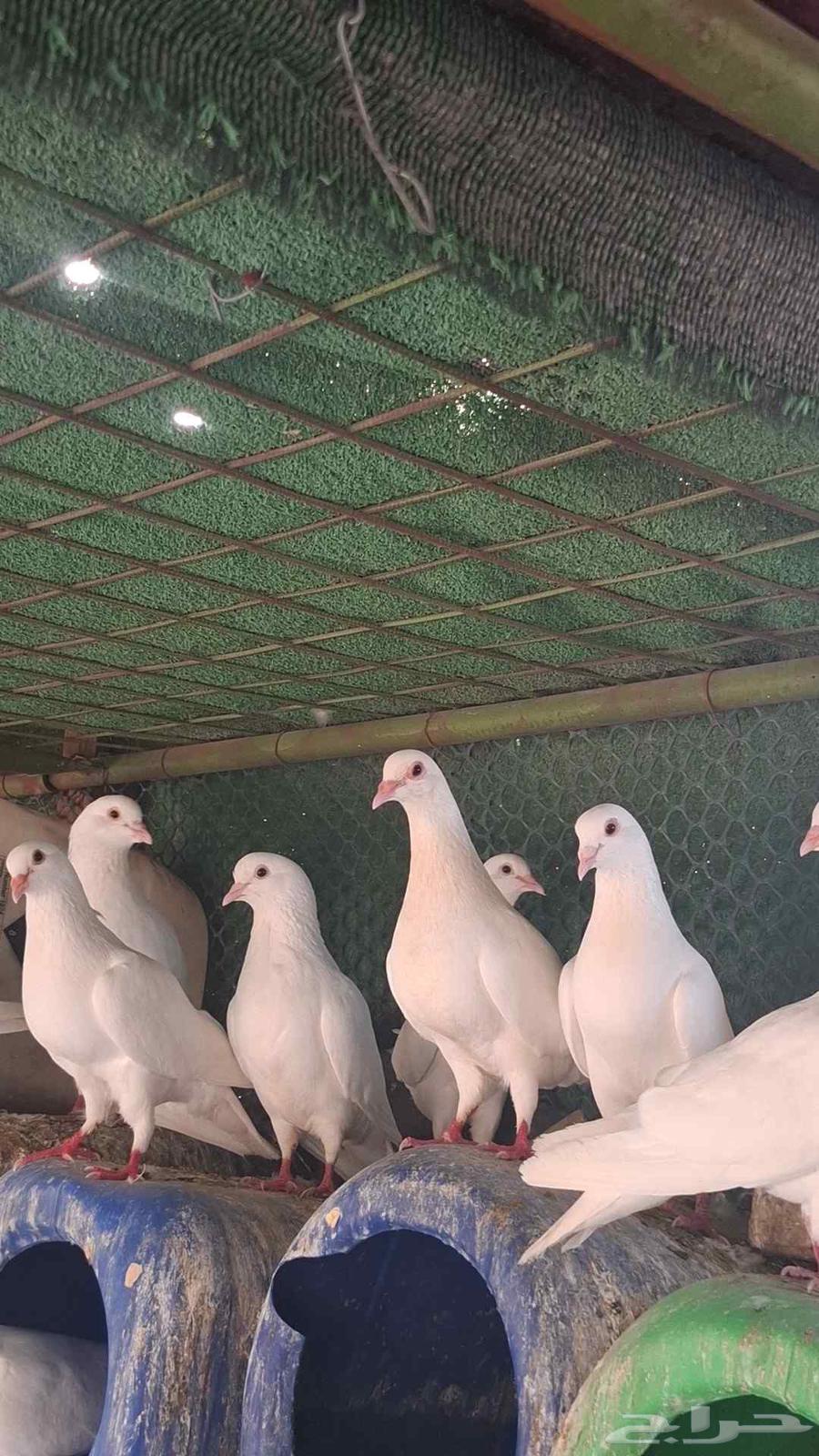 20 جوز فرنسي منتج على الشرط63655705919490110
