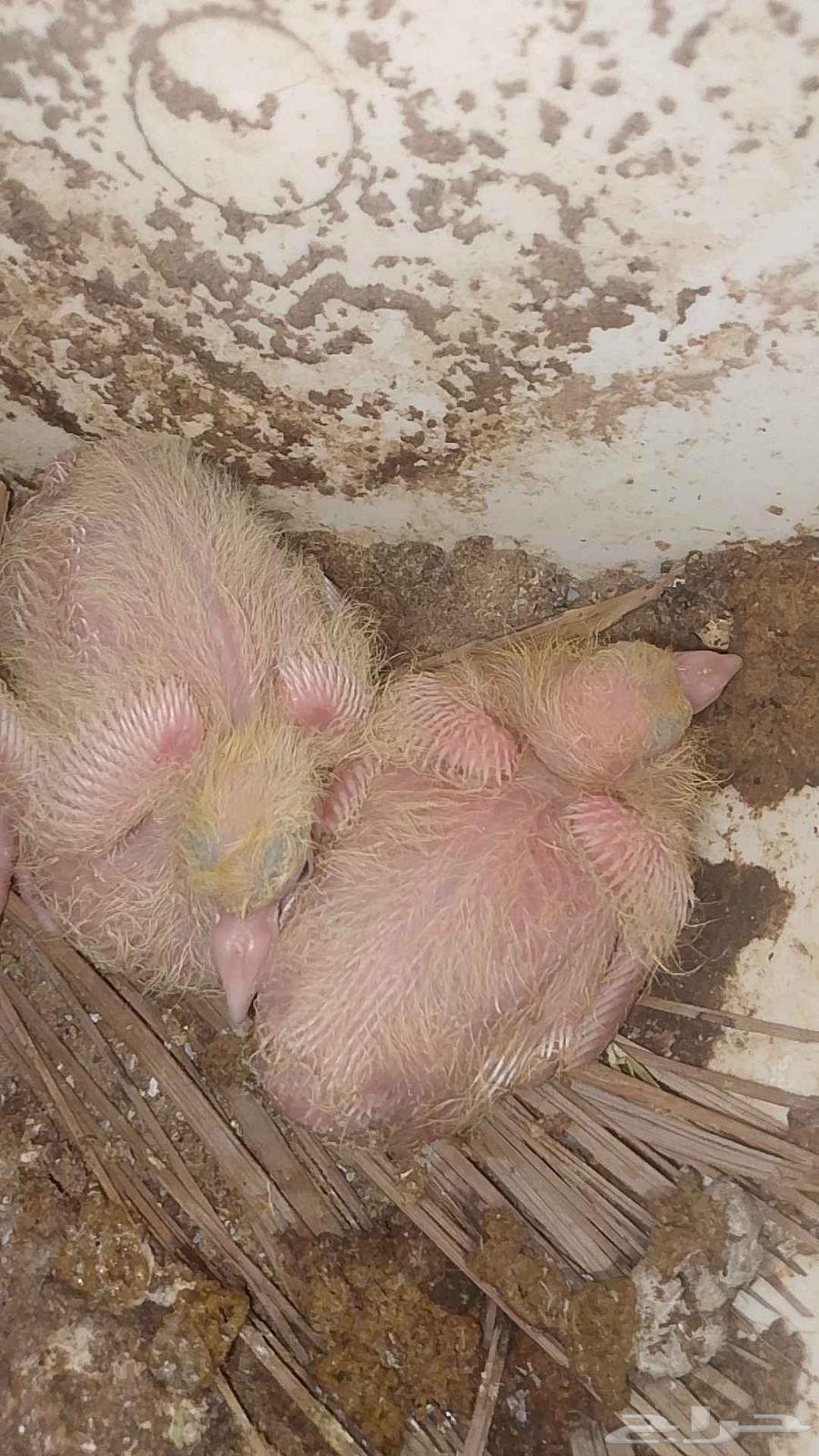 French racing pigeon for sale, top size63655702195074112