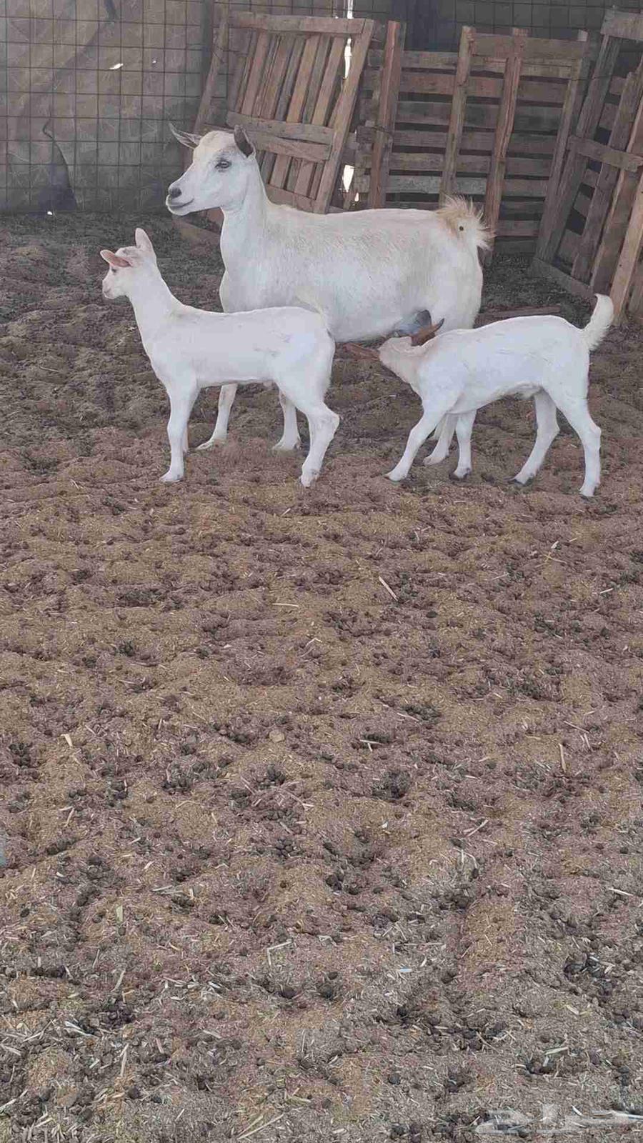 A strong goat with two male goats behind her63655700825218114