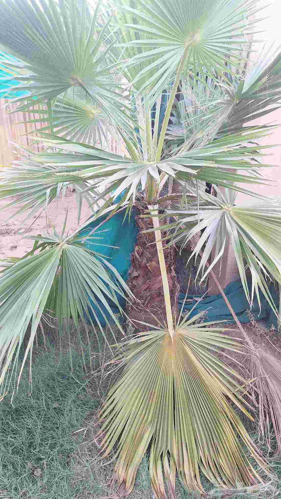 نخل واشنطني عدد 6 والبيع سمح63655708754178111