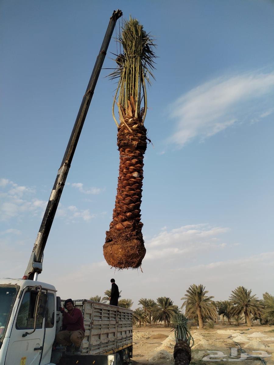 لبيع وشراء جميع انواع. النخيل فروخ وجثايث عربي وواشنطني63655712115841114