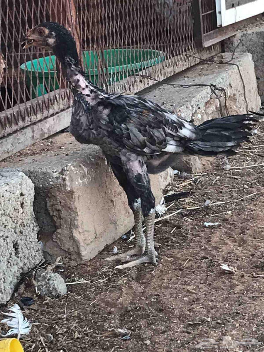 Rooster for sale, sold offsite63667541358851112