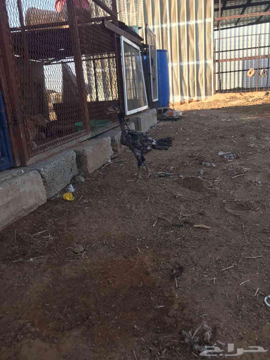 Rooster for sale, sold offsite63667541358851113