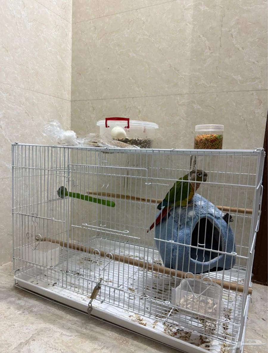 ببغاء نيور يلو سايد63667537137539111