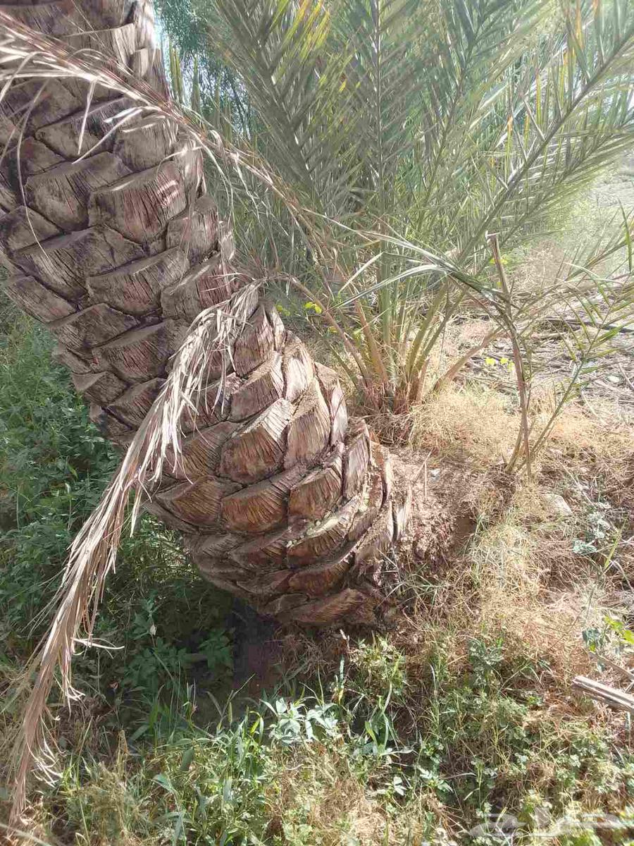 فسائل بياض للبيع ومضمونة63655700431747111