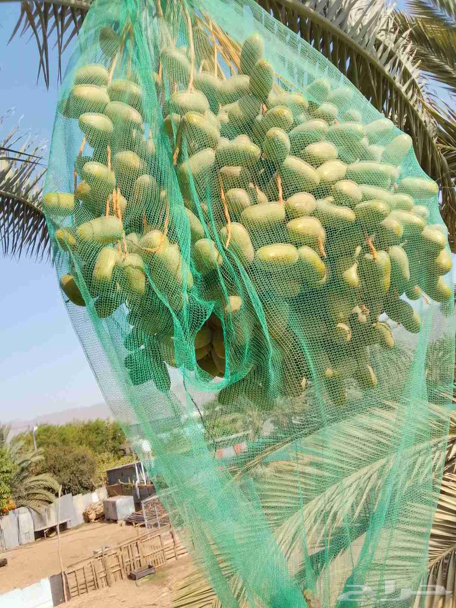 فسائل بياض للبيع ومضمونة63655700431747112