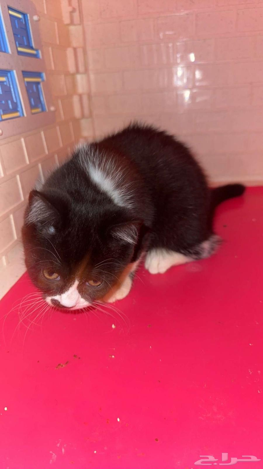 Scottish Female Persian Kitten for Sale63655713806977110