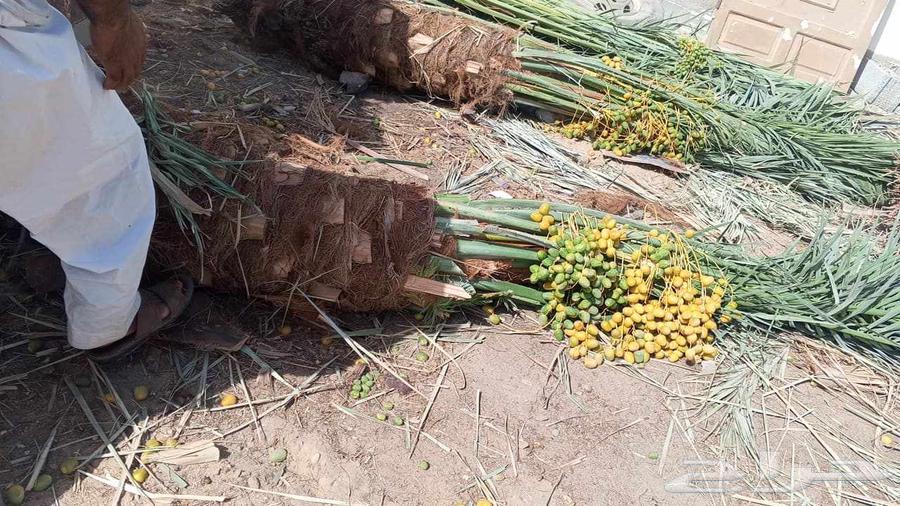 لبيع وشراء جميع انواع. النخيل فروخ وجثايث عربي وواشنطني63655712115841112
