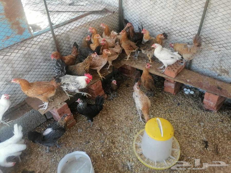 دجاج بلدي بياض ومنتج.. عدد.. 24 مع الديك63655718615426112