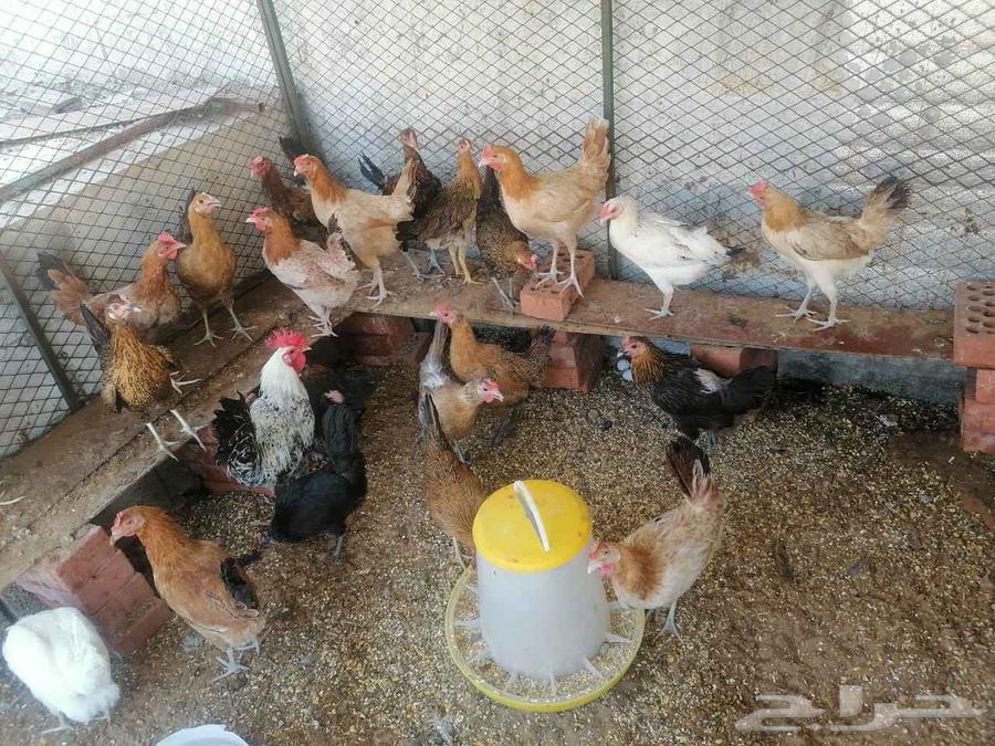 دجاج بلدي بياض ومنتج.. عدد.. 24 مع الديك63655718615426111
