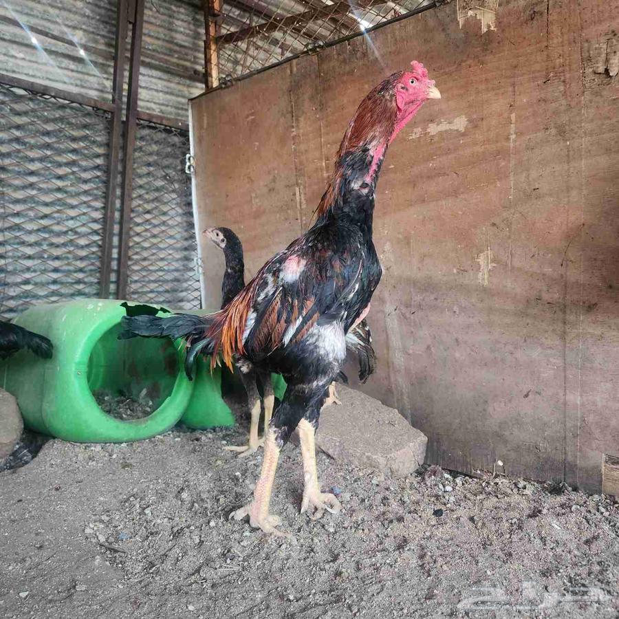Japanese Shamo Rooster63667540881538110