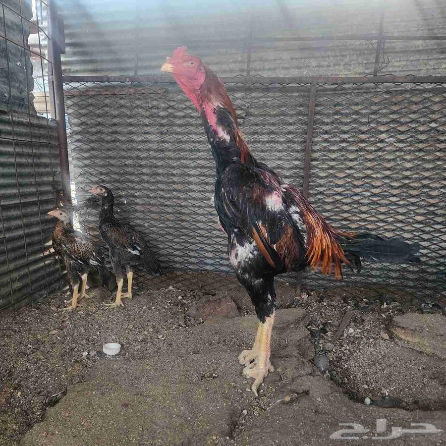 Japanese Shamo Rooster63667540881538114