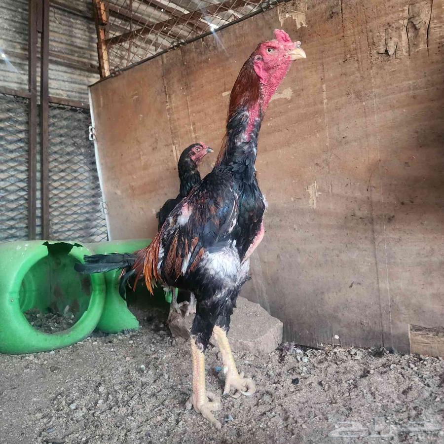 Japanese Shamo Rooster63667540881538113