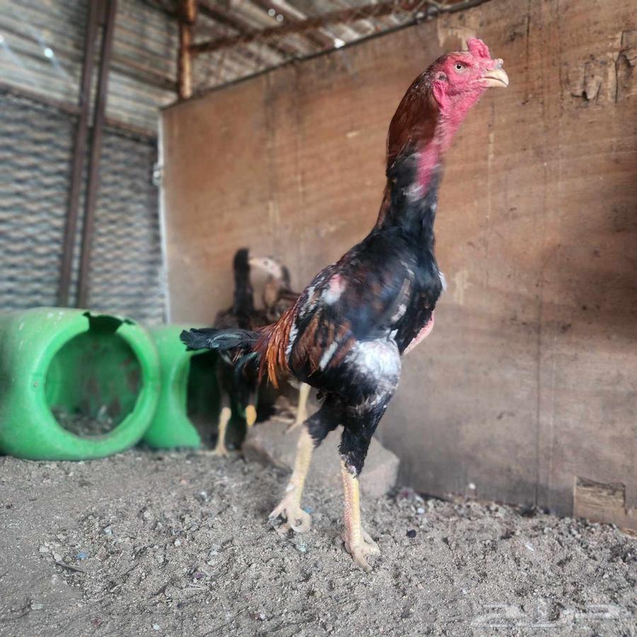 Japanese Shamo Rooster63667540881538111