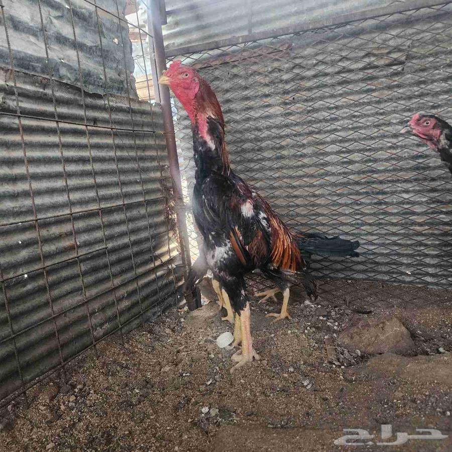 Japanese Shamo Rooster63667540881538112