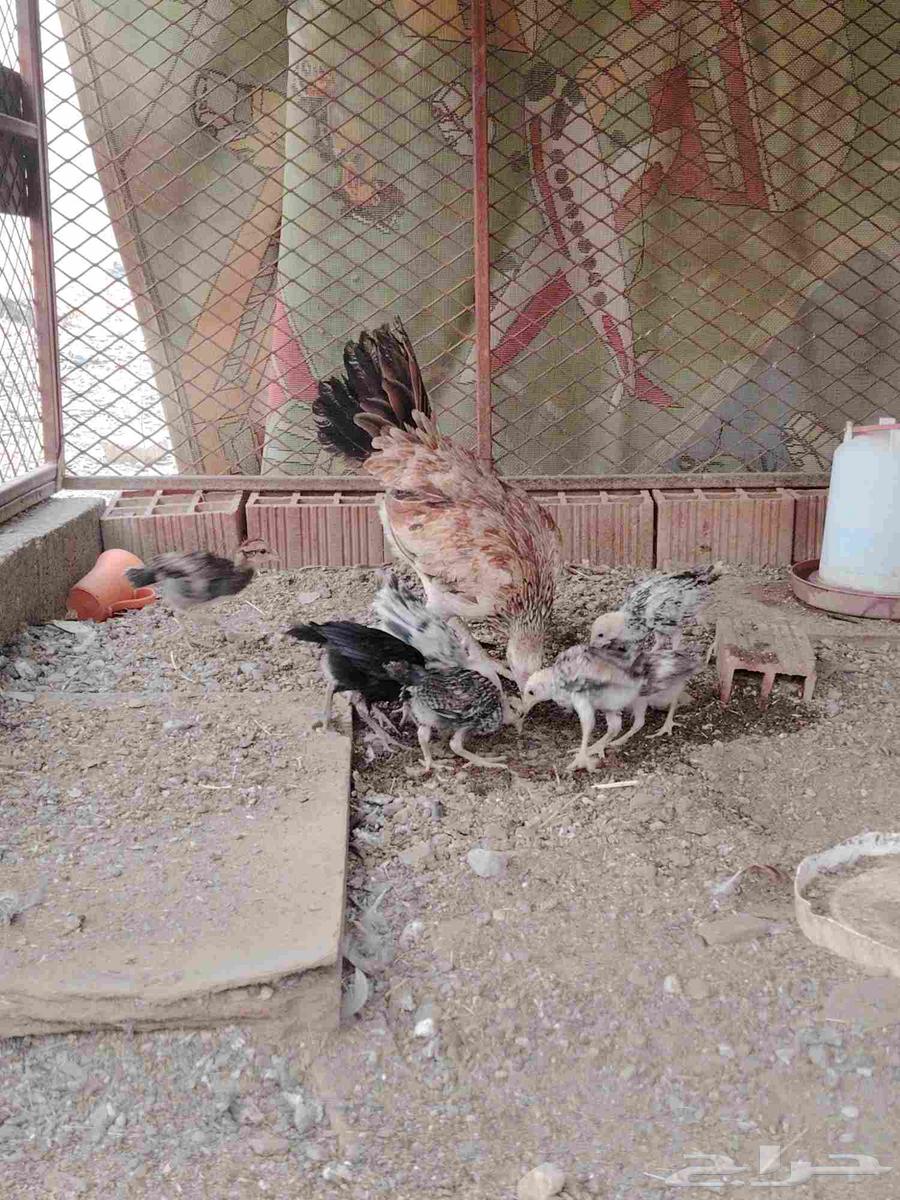 Two breeding hens63656134353666112