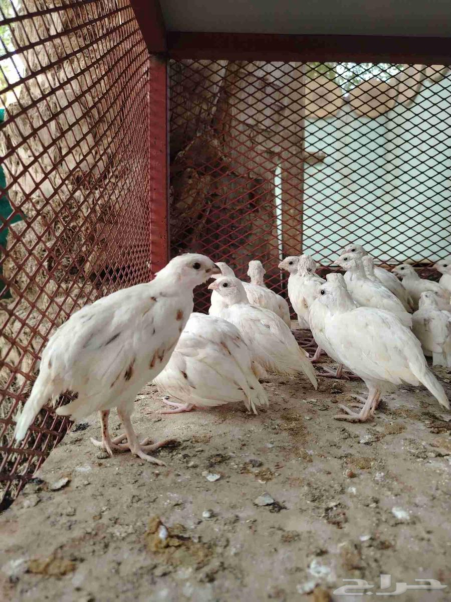 American Bob White Quail White63655623194625111