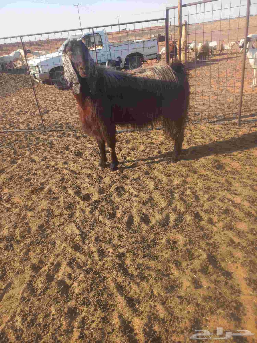 For sale, male goat63657243627523113