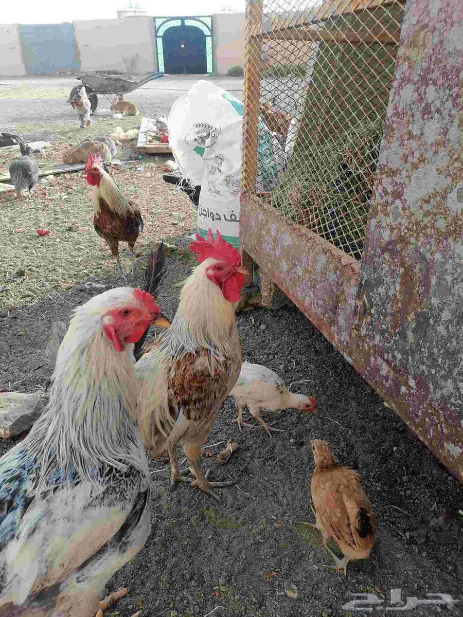 Three roosters sentence for 15063655626148098110