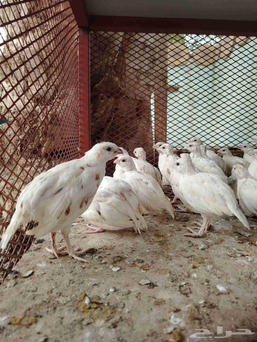 American Bob White Quail White63655623194625110