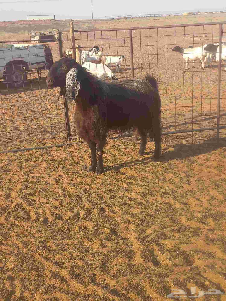 For sale, male goat63657243627523114