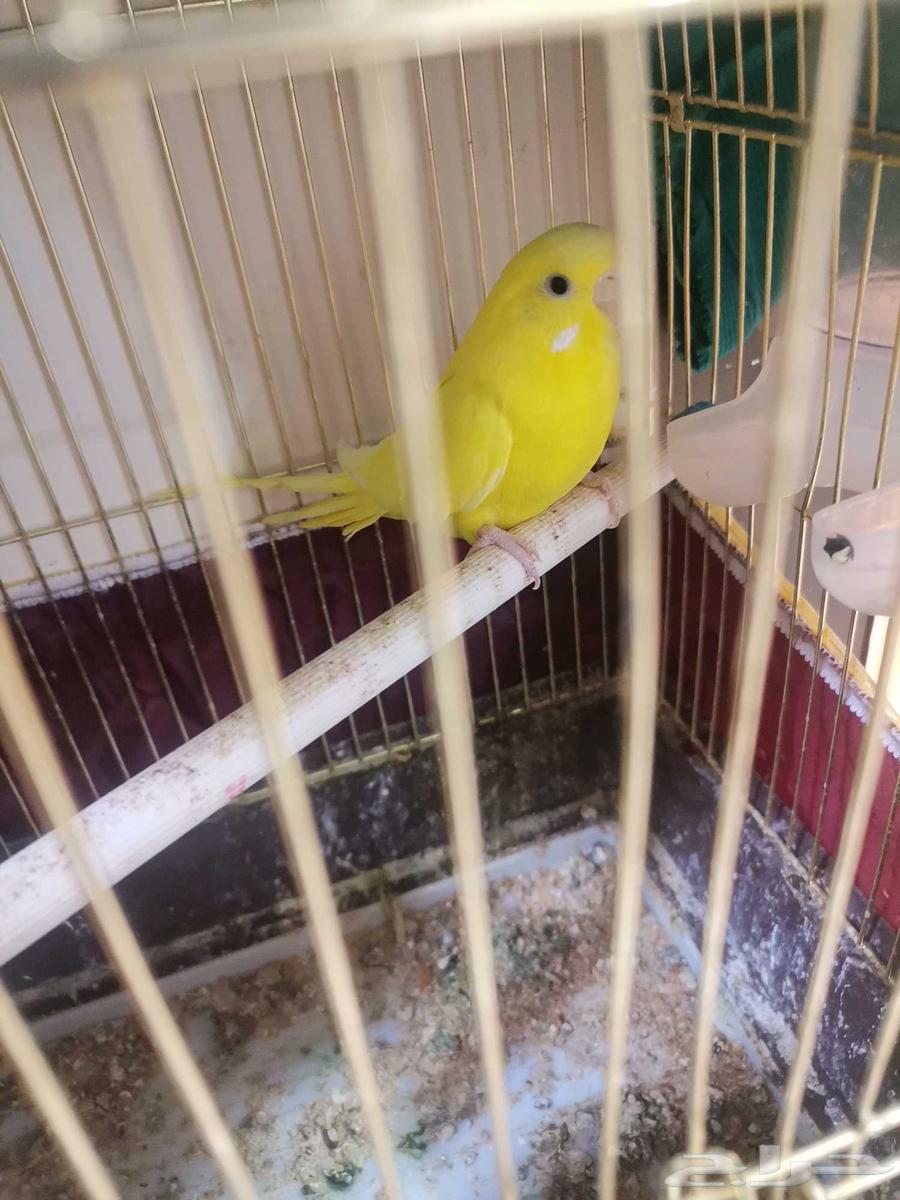 Lovebird breeder63655626460930110
