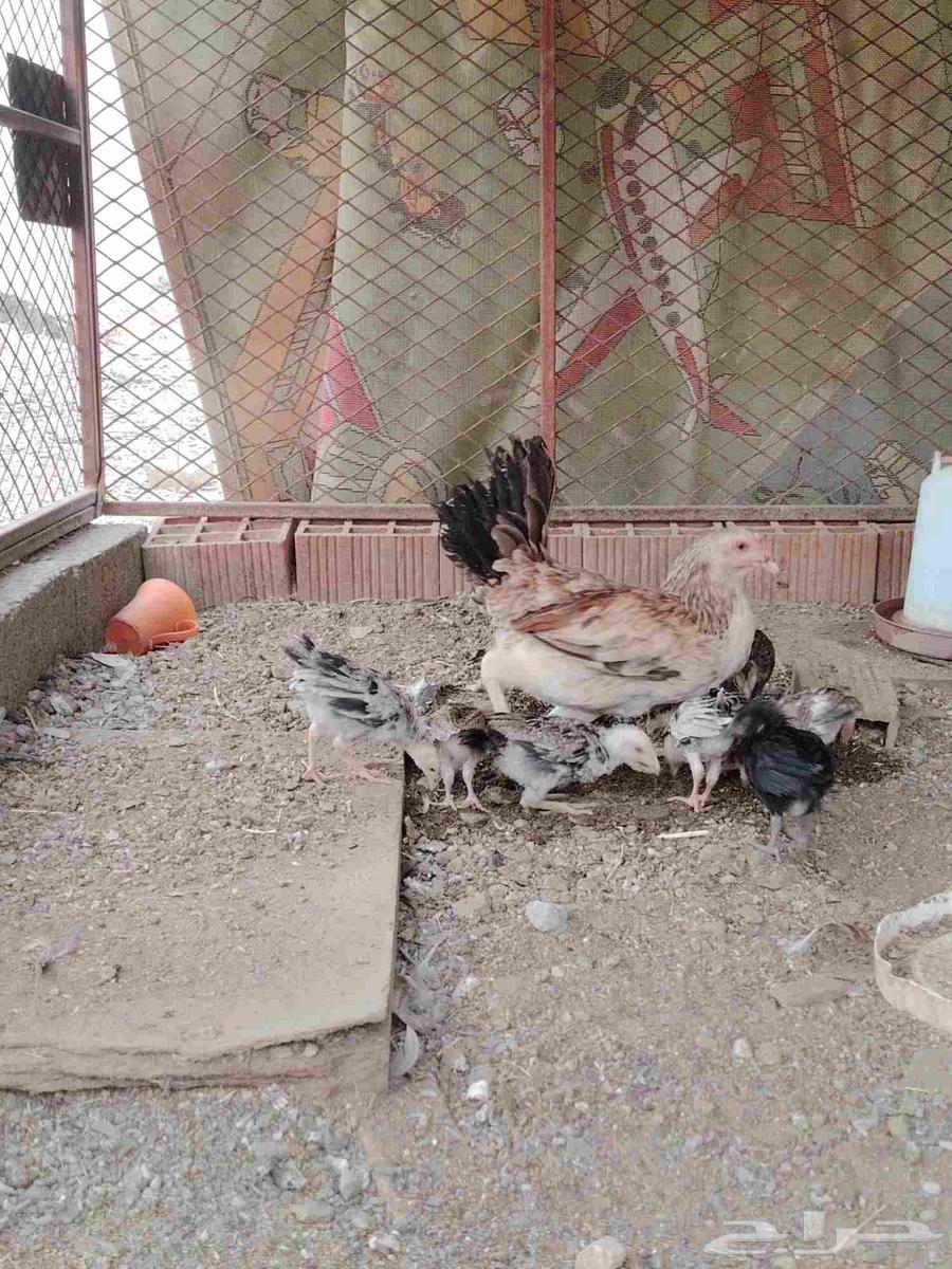 Two breeding hens63656134353666113