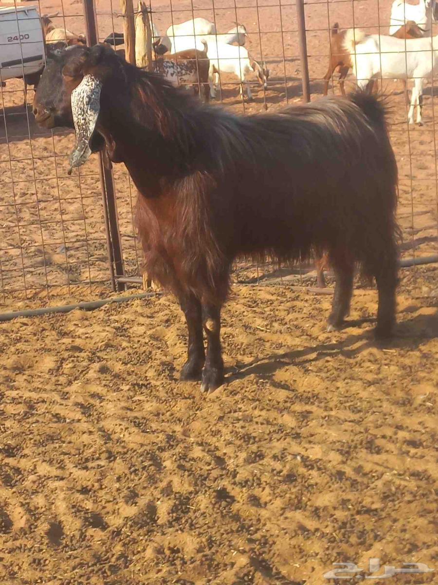 For sale, male goat63657243627523110