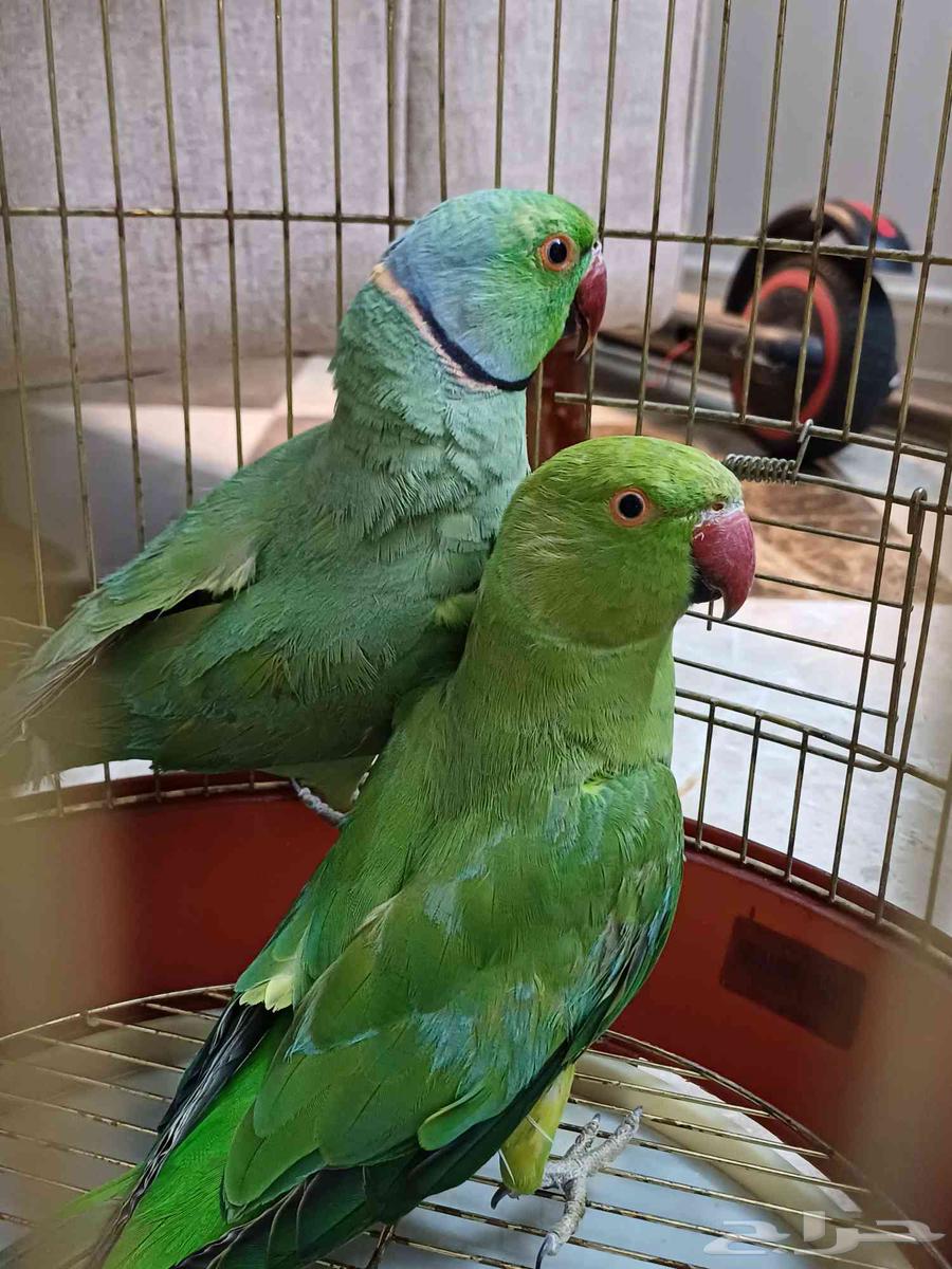 4 اجواز درة هندي 550 جملة63655623672578110