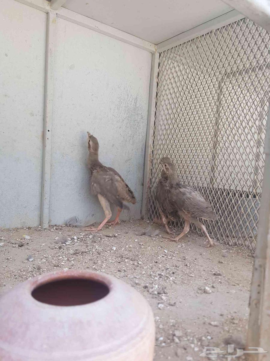 طيور الحجل63656531402370113