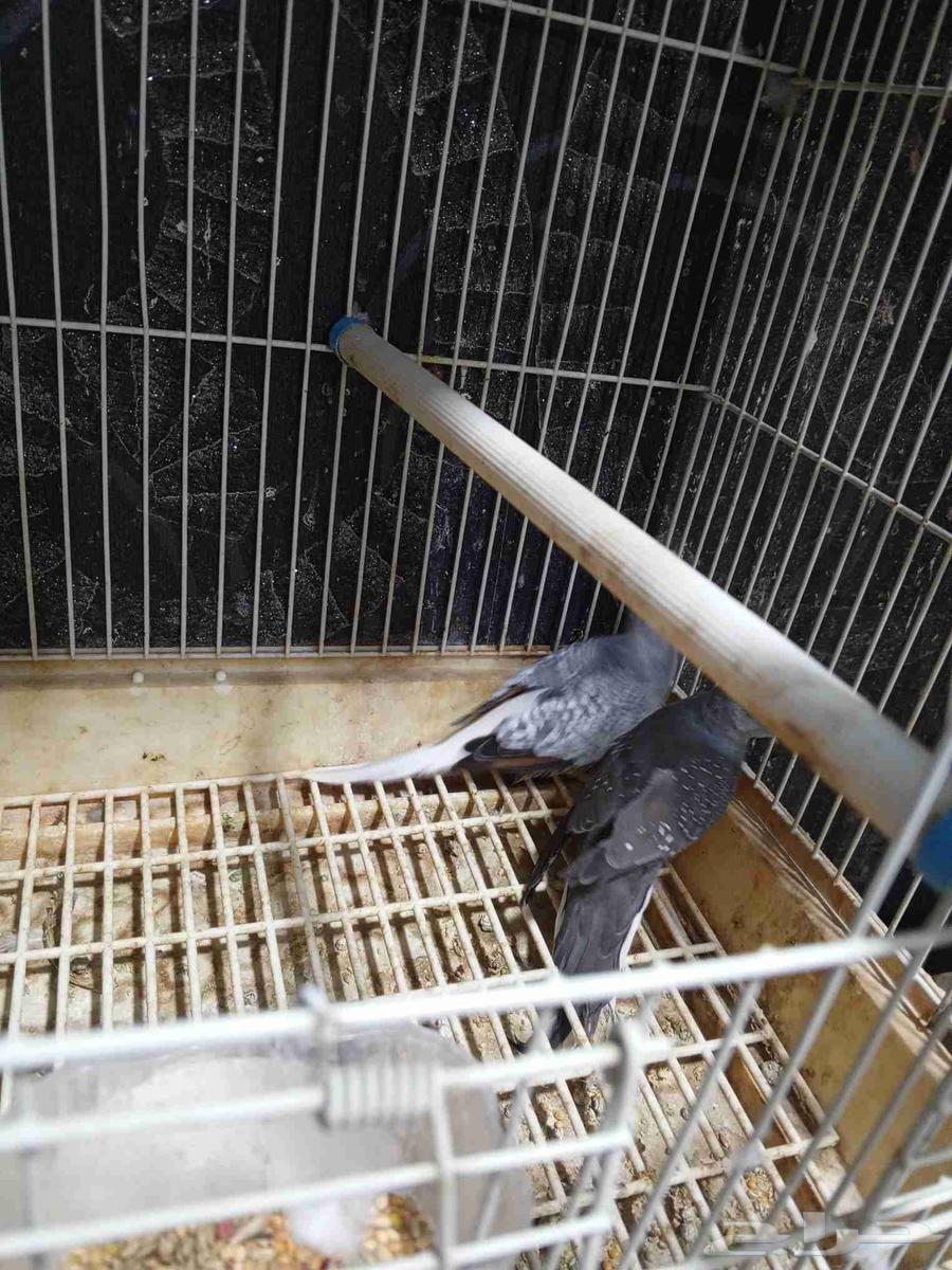 Masi pigeon for sale63667536109825111
