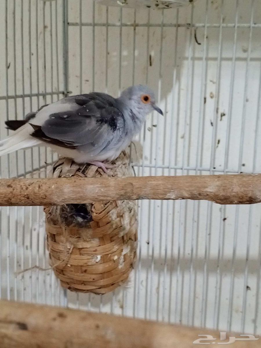 Masi pigeon for sale63667536109825112