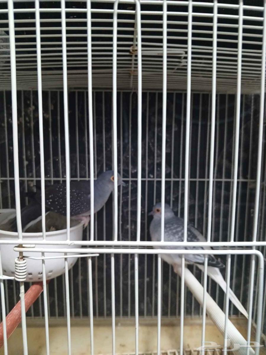 Masi pigeon for sale63667536109825110