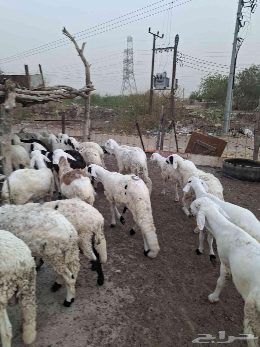 سواكن63656213415811111