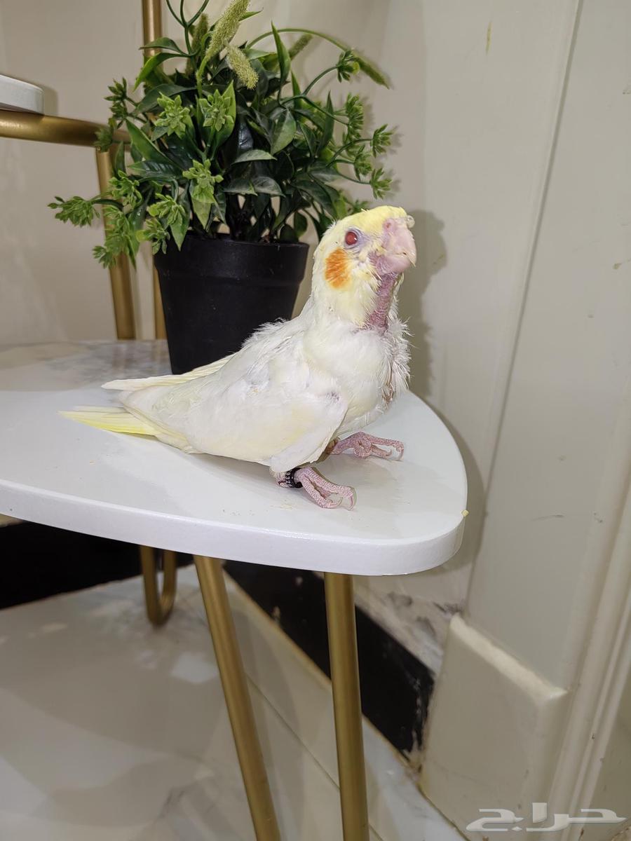 Latin Falcon Chicks with Ghar, Close to Weaning, for Hdad Breeding Enthusiasts63655711125507111