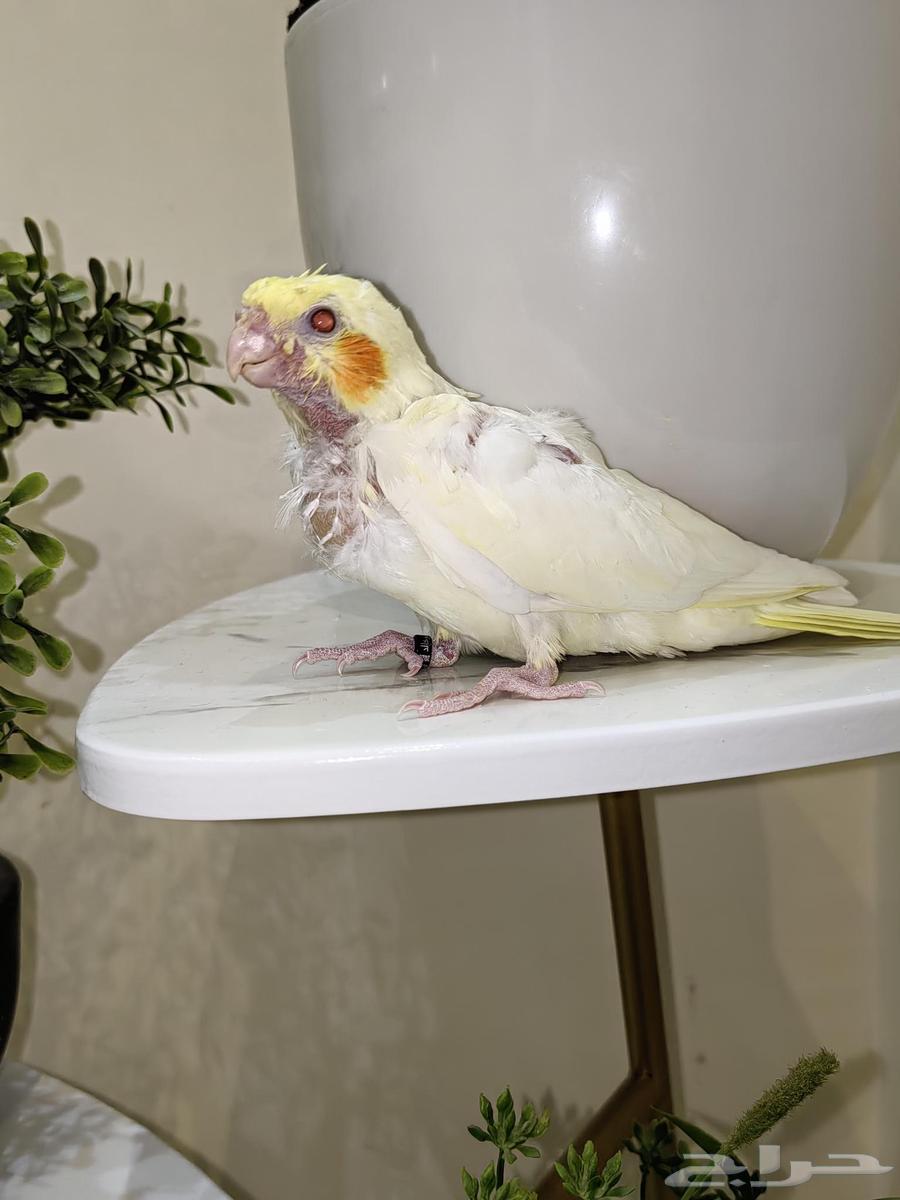 Latin Falcon Chicks with Ghar, Close to Weaning, for Hdad Breeding Enthusiasts63655711125507110